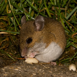 how do mice and rats eat?